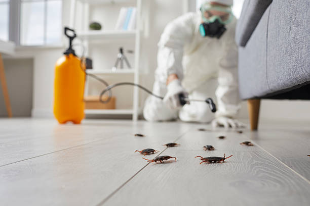 Commercial Kitchen Cockroach Control in Wright City